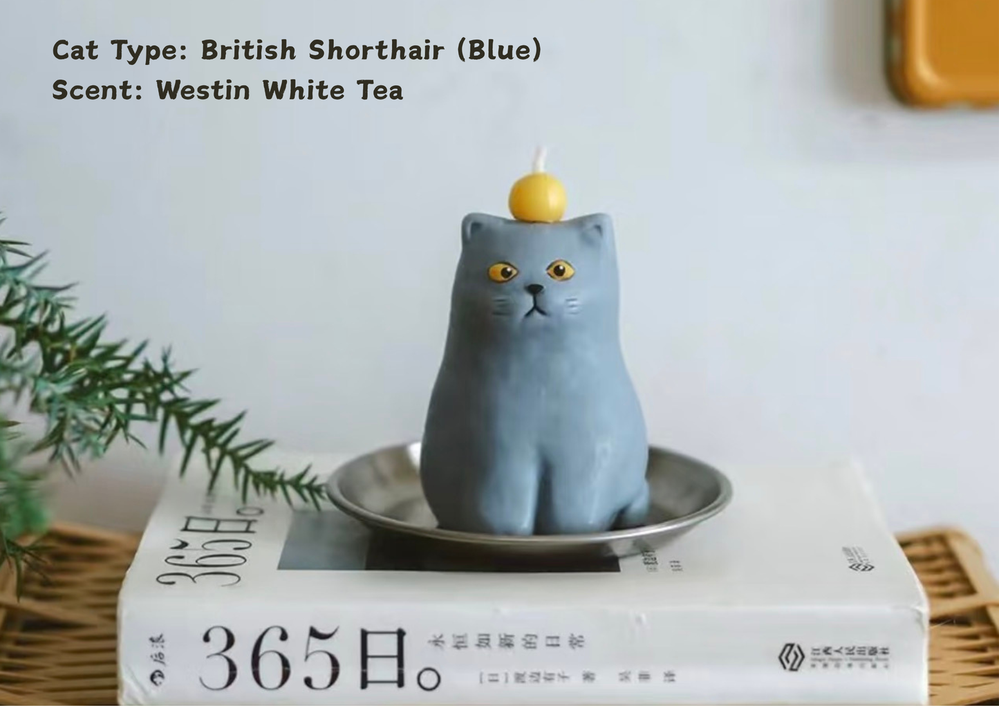 British Shorthair cat ( Blue cat )